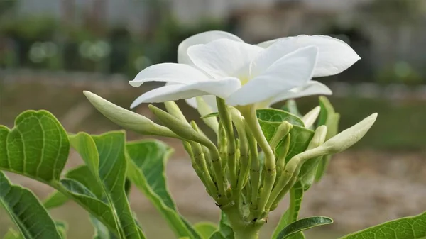 Květiny Plumeria Pudica Přírodními Listy Pozadí Také Známý Jako Svatební — Stock fotografie