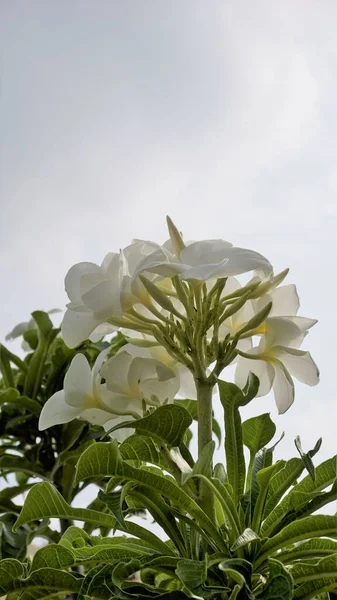 Květiny Plumeria Pudica Přírodními Listy Pozadí Také Známý Jako Svatební — Stock fotografie