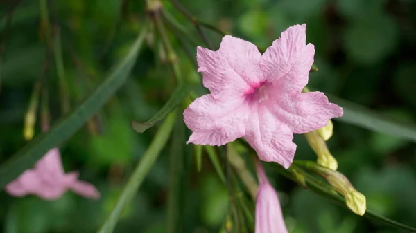 Ruellia Simplex Doğal Yeşil Arka Planlı Maya Pembe Çiçeği Meksika — Stok fotoğraf