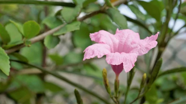 Maya Rosafarbene Blume Von Ruellia Simplex Mit Natürlichem Grünen Hintergrund — Stockfoto