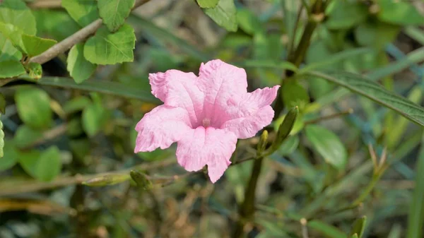 Mayan Pink Color Flower Ruellia Simplex Natural Green Background Also — стокове фото