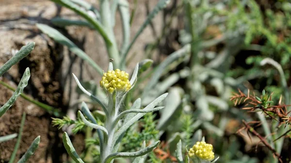 Flowers Pseudognaphalium Affine Used Make Rice Flour Pastry Qingming Festival — Fotografia de Stock