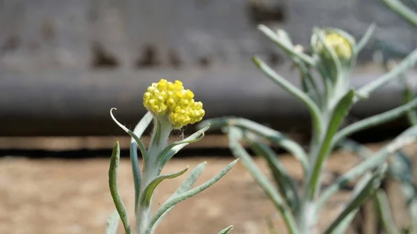 Flores Pseudognaphalium Afín Utilizado Para Hacer Pasteles Harina Arroz Para — Foto de Stock