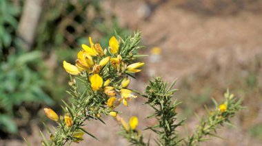 Ulex europaeus 'un güzel sarı çiçekleri.