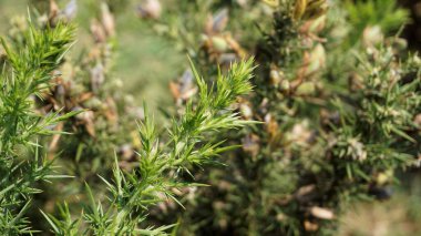 Ulex europaeus 'un güzel sarı çiçekleri.