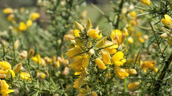 Ulex europaeus 'un güzel sarı çiçekleri.