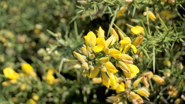 Hermosas Flores Amarillas Ulex Europaeus También Conocidas Como Common Gorse — Foto de Stock
