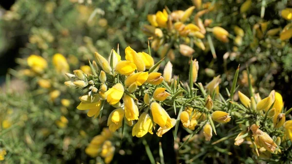 Ulex europaeus 'un güzel sarı çiçekleri.