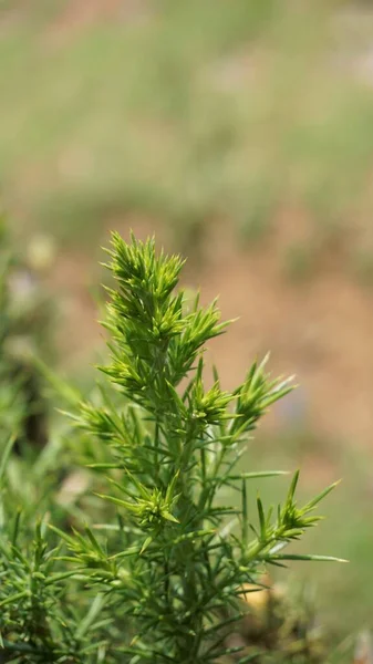 Bunga Kuning Cantik Dari Ulex Europaeus Juga Dikenal Sebagai Common — Stok Foto