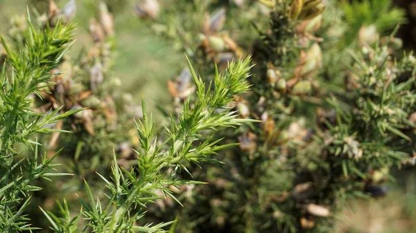 Ulex europaeus 'un güzel sarı çiçekleri.