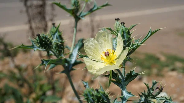 Fullt Blommad Blomma Argemone Mexicana Blomma Bermuda Tistel Kateri Phool — Stockfoto