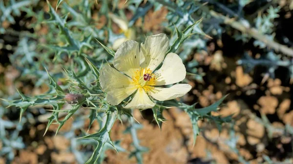 Πλήρως Ανθισμένο Λουλούδι Της Argemone Mexicana Λουλούδι Γαϊδουράγκαθο Των Βερμούδων — Φωτογραφία Αρχείου