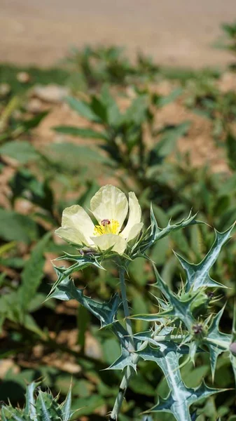 Fully Blossomed Flower Argemone Mexicana Flower Bermuda Thistle Kateri Phool — стокове фото