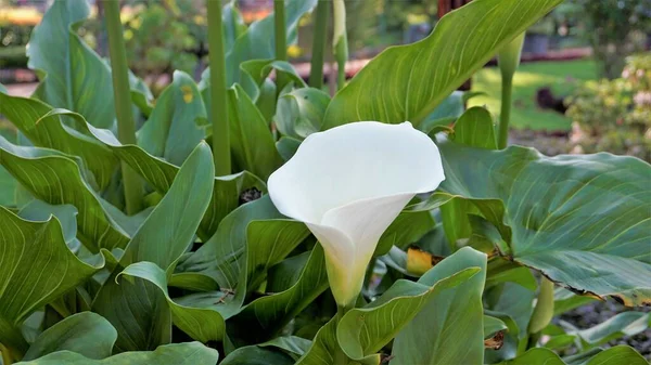 Lindas Flores Brancas Zantedeschia Aethiopica Também Conhecido Como Lírio Calla — Fotografia de Stock