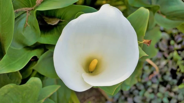 Zantedeschia Aethiopica Nın Güzel Beyaz Çiçekleri Aynı Zamanda Kalla Zambağı — Stok fotoğraf