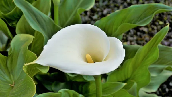 Lindas Flores Brancas Zantedeschia Aethiopica Também Conhecido Como Lírio Calla — Fotografia de Stock