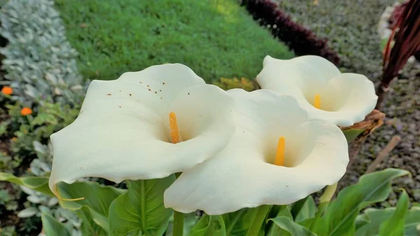 Vackra Vita Blommor Zantedeschia Aethiopica Ven Som Kalla Lilja Sett — Stockfoto