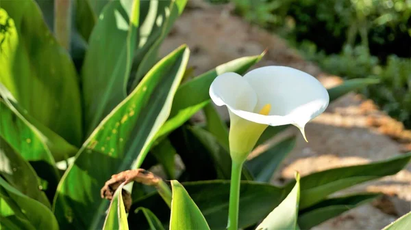 Hermosas Flores Blancas Zantedeschia Aethiopica También Conocido Como Lirio Cala —  Fotos de Stock