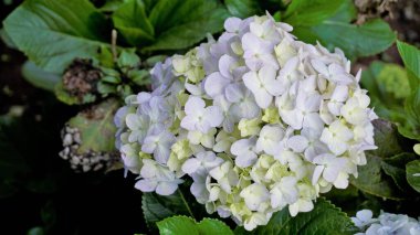 Hydrangea makrophylla çiçeklerinin doğal yeşil arka planlı güzel yakın plan görüntüsü.