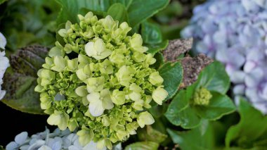 Hydrangea makrophylla çiçeklerinin doğal yeşil arka planlı güzel yakın plan görüntüsü.