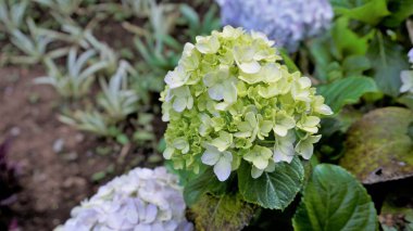 Hydrangea makrophylla çiçeklerinin doğal yeşil arka planlı güzel yakın plan görüntüsü.