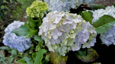 Hydrangea makrophylla çiçeklerinin doğal yeşil arka planlı güzel yakın plan görüntüsü.