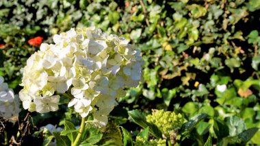 Hydrangea makrophylla çiçeklerinin doğal yeşil arka planlı güzel yakın plan görüntüsü.