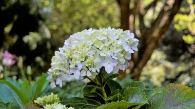 Hydrangea makrophylla çiçeklerinin doğal yeşil arka planlı güzel yakın plan görüntüsü.