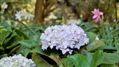 Hydrangea makrophylla çiçeklerinin doğal yeşil arka planlı güzel yakın plan görüntüsü.