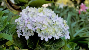 Hydrangea makrophylla çiçeklerinin doğal yeşil arka planlı güzel yakın plan görüntüsü.