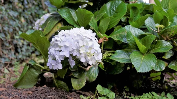 Beautiful closeup view of flowers of Hydrangea macrophylla with natural green background.