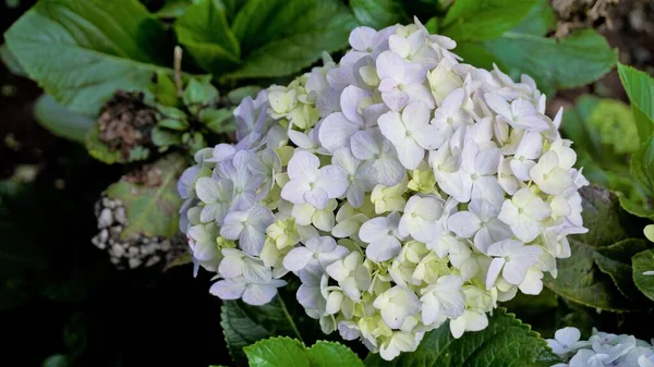 Hydrangea makrophylla çiçeklerinin doğal yeşil arka planlı güzel yakın plan görüntüsü.