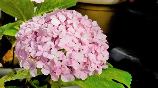 Beautiful closeup view of flowers of Hydrangea macrophylla with natural green background.