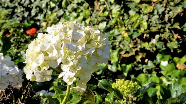Hydrangea makrophylla çiçeklerinin doğal yeşil arka planlı güzel yakın plan görüntüsü.