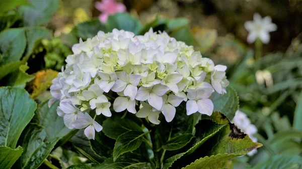 Beautiful closeup view of flowers of Hydrangea macrophylla with natural green background.