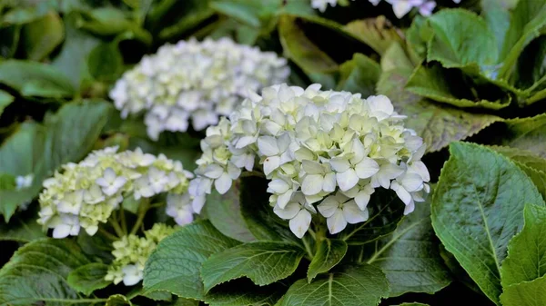 Hydrangea makrophylla çiçeklerinin doğal yeşil arka planlı güzel yakın plan görüntüsü.