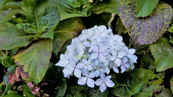 Hydrangea makrophylla çiçeklerinin doğal yeşil arka planlı güzel yakın plan görüntüsü.