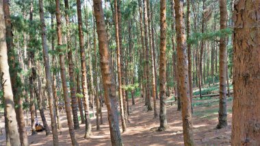 Ooty, Tamilnadu, Hindistan-30 Nisan 2022: Ooty, Tamilnadu, Hindistan 'ın muhteşem çam ormanlarının tadını çıkaran turistler. Güney Hindistan 'da en sevdiği balayı yeri.