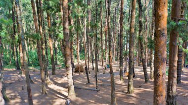 Ooty, Tamilnadu, Hindistan-30 Nisan 2022: Ooty, Tamilnadu, Hindistan 'ın muhteşem çam ormanlarının tadını çıkaran turistler. Güney Hindistan 'da en sevdiği balayı yeri.