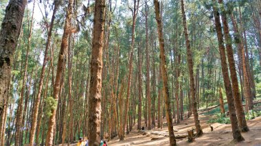 Ooty, Tamilnadu, Hindistan-30 Nisan 2022: Ooty, Tamilnadu, Hindistan 'ın muhteşem çam ormanlarının tadını çıkaran turistler. Güney Hindistan 'da en sevdiği balayı yeri.