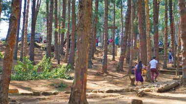 Ooty, Tamilnadu, Hindistan-30 Nisan 2022: Ooty, Tamilnadu, Hindistan 'ın muhteşem çam ormanlarının tadını çıkaran turistler. Güney Hindistan 'da en sevdiği balayı yeri.
