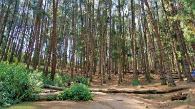 Ooty, Tamilnadu, Hindistan-30 Nisan 2022: Ooty, Tamilnadu, Hindistan 'ın muhteşem çam ormanlarının tadını çıkaran turistler. Güney Hindistan 'da en sevdiği balayı yeri.