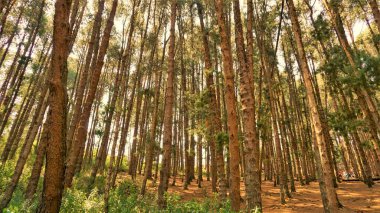 Ooty, Tamilnadu, Hindistan-30 Nisan 2022: Ooty, Tamilnadu, Hindistan 'ın muhteşem çam ormanlarının tadını çıkaran turistler. Güney Hindistan 'da en sevdiği balayı yeri.