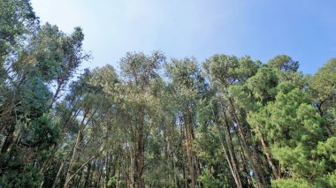 Ooty, Tamilnadu, Hindistan 'ın inanılmaz çam ormanı. Ooty 'de ziyaret edilmesi gereken yerlerden biri..