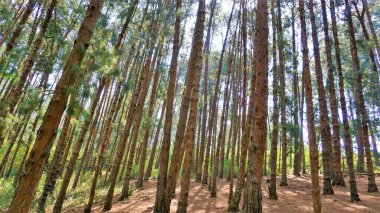 Ooty, Tamilnadu, Hindistan 'ın inanılmaz çam ormanı. Ooty 'de ziyaret edilmesi gereken yerlerden biri..