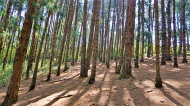 Ooty, Tamilnadu, Hindistan 'ın inanılmaz çam ormanı. Ooty 'de ziyaret edilmesi gereken yerlerden biri..