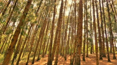 Ooty, Tamilnadu, Hindistan 'ın inanılmaz çam ormanı. Ooty 'de ziyaret edilmesi gereken yerlerden biri..