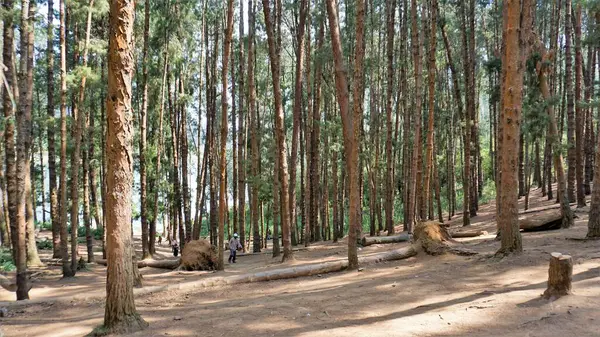 Ooty, Tamilnadu, Hindistan-30 Nisan 2022: Ooty, Tamilnadu, Hindistan 'ın muhteşem çam ormanlarının tadını çıkaran turistler. Güney Hindistan 'da en sevdiği balayı yeri.