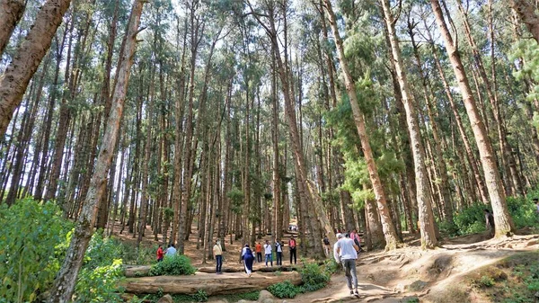 Ooty, Tamilnadu, Hindistan-30 Nisan 2022: Ooty, Tamilnadu, Hindistan 'ın muhteşem çam ormanlarının tadını çıkaran turistler. Güney Hindistan 'da en sevdiği balayı yeri.