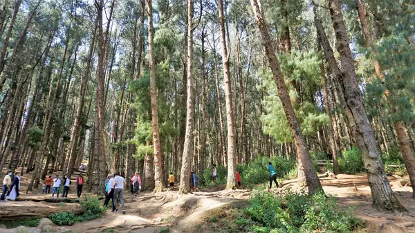 Ooty, Tamilnadu, Hindistan-30 Nisan 2022: Ooty, Tamilnadu, Hindistan 'ın muhteşem çam ormanlarının tadını çıkaran turistler. Güney Hindistan 'da en sevdiği balayı yeri.